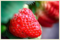 Beijing Fruit Picking Tour